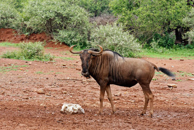 Wildebeest