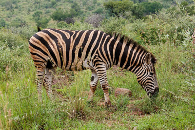 Zebra