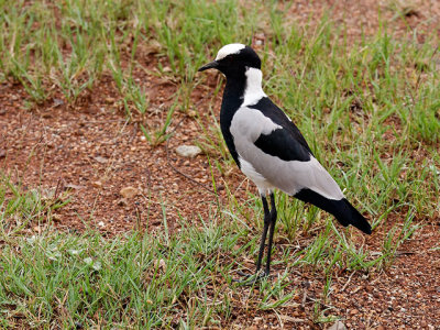 Blacksmith plover