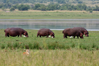 Hippo