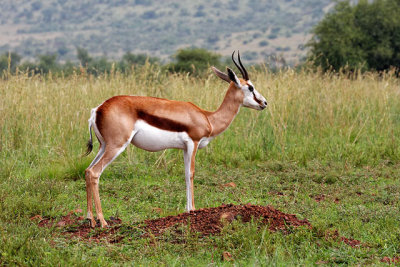 Springbok