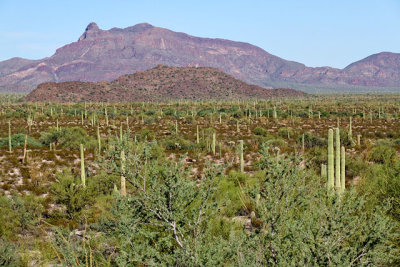 The Ajo Range
