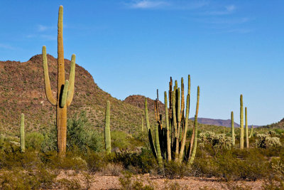 Saguaro and Organ Pipe Cacti