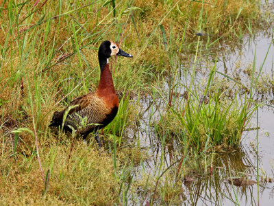 White-faced Whistling Duck