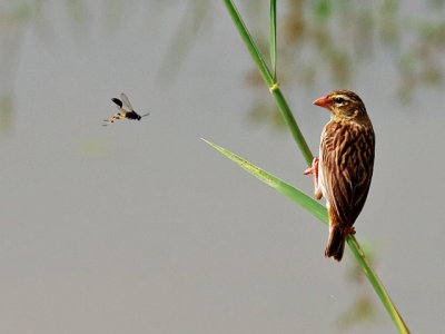 Female spotted-backed weaver eyeing a wasp