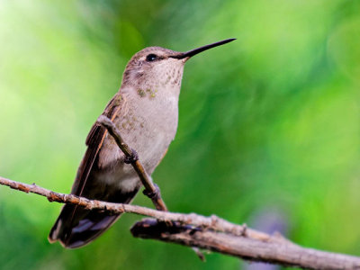 Unidentified juvenile Hummingbird