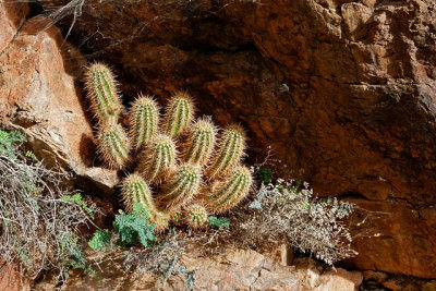 Pygmy Cactus