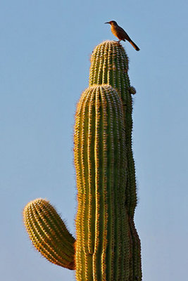 Curve-billed Thrasher, Desert Botanical Garden