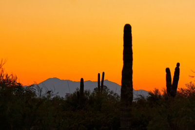 Sunset, Desert Botanical Garden