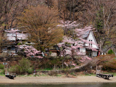 Cherry trees in bloom, on Lake Kawaguchi