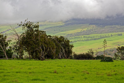A pastoral scene, south of Waimea