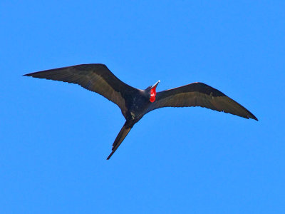Male Frigate Bird