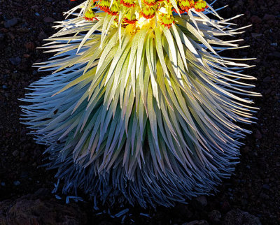 Haleakala Silversword