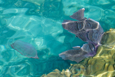 Jellyfish and coral