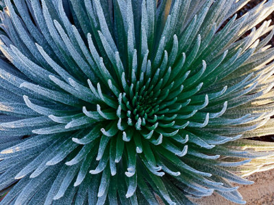 Haleakala Silversword