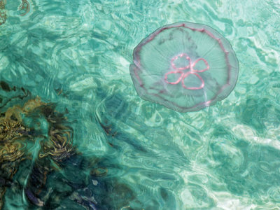Jellyfish