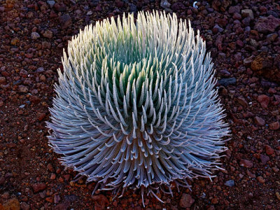 Haleakala Silversword