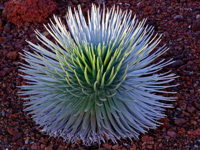 Haleakala Silversword