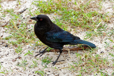 Boat-Tailed Grackle