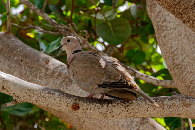 Eurasian Collared-Dove