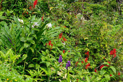 On the road to Hana