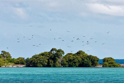 A colony of frigate birds