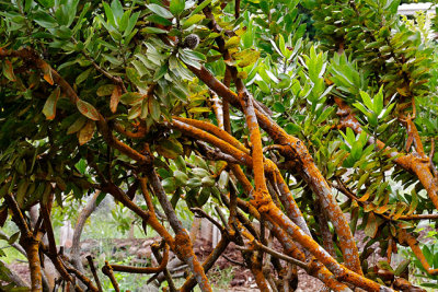 Rust encrusted tree, a result of iron in the ground