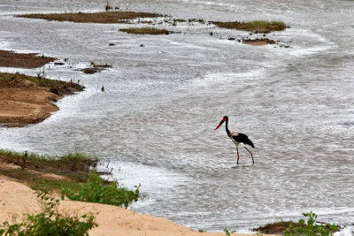 Saddle-billed Stork, in the Letaba River