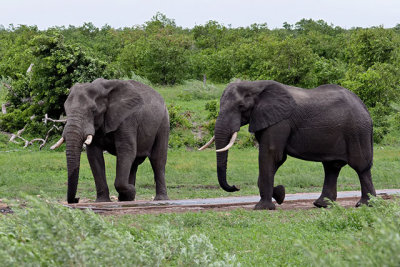 Elephants at a waterhole - sequence #2