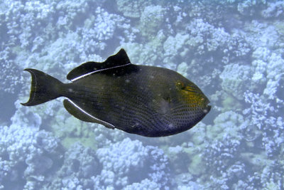 Molokini