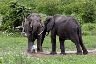 Elephants at a waterhole - sequence #3