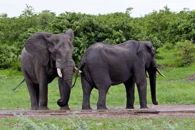 Elephants at a waterhole - sequence #4