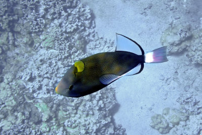 Molokini