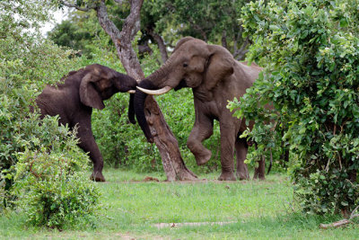 Elephants sparring - sequence #2