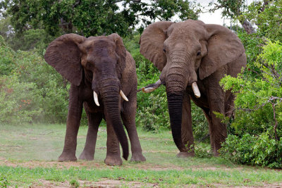 Elephants sparring - sequence #3