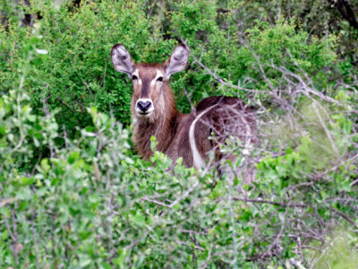 Waterbuck