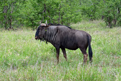 Wildebeest