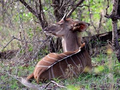 Young kudu bull