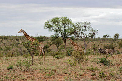 Giraffe & zebra