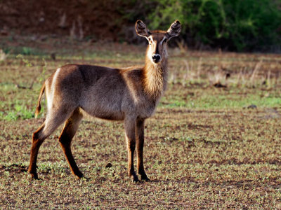 Waterbuck