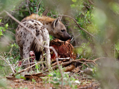 Hyena over Impala carcass