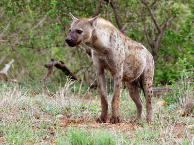 Hyena standing guard