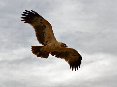 Tawny Eagle