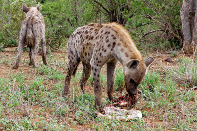 One eats while another stands guard