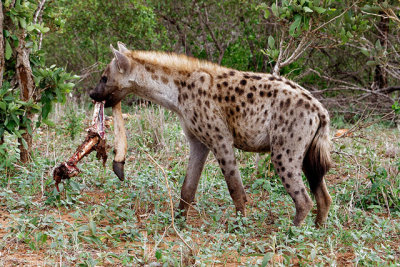 It's an Impala (the leg, that is)