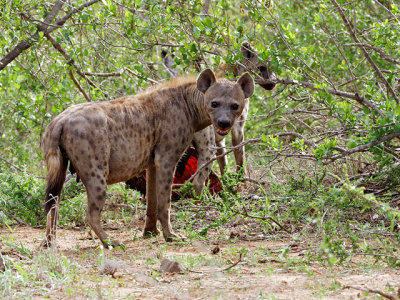 These hyena are jittery
