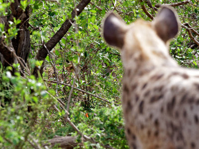 The reason for the hyenas' nervousnous, a leopard peering through the bush
