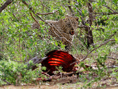 The leopard emerges to reclaim its kill