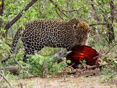 Leopard reclaiming its kill