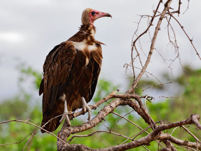 A hooded vulture, hoping to get a share of the action